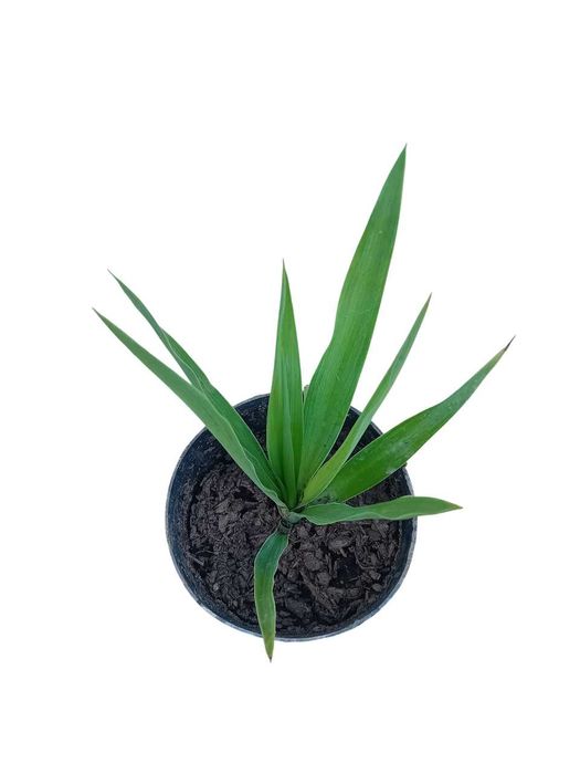 Yucca a'rvore em vaso