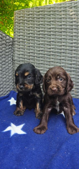 Cocker Spaniel z rodowodem