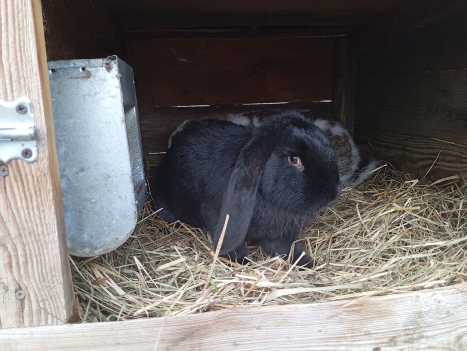 Barany francuskie, samice