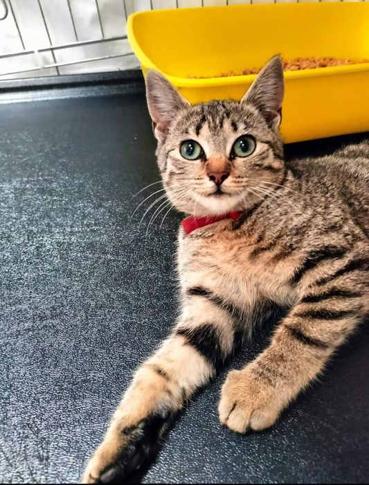 Kotka znaleziona w Chojnicach, ul. Przemysłowa czeka na właściciela