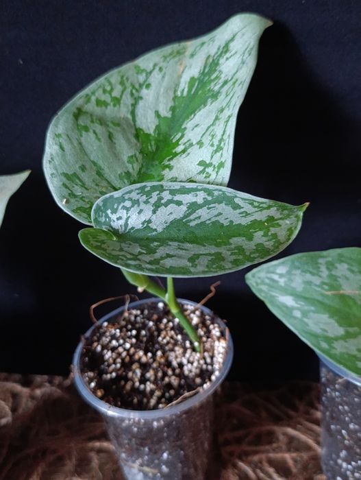 Сциндапсус Піктус (Scindapsus pictus) 'Trebie