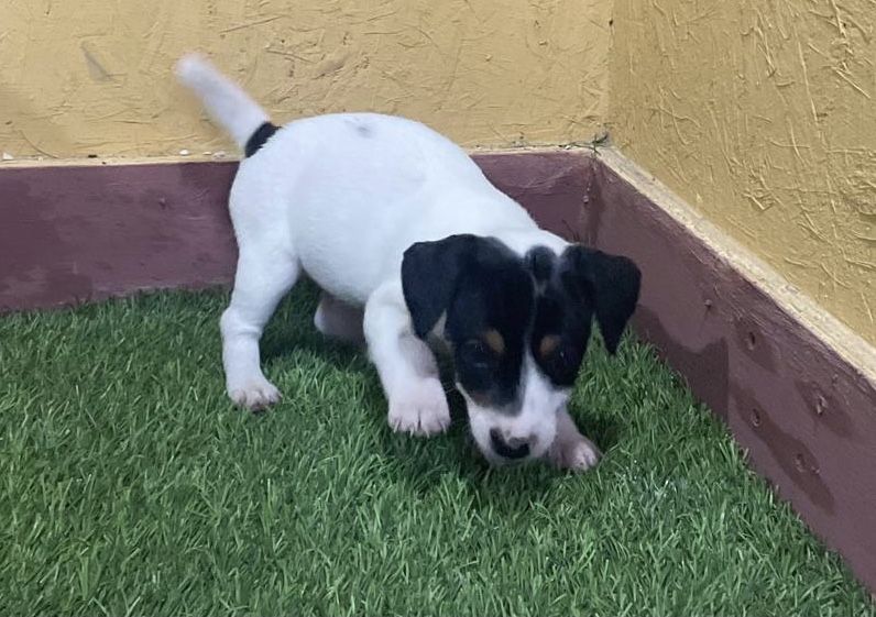 Cachorra Jack Russell