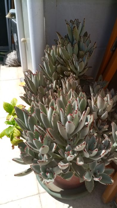 Plantas "orelha de gato" kalanchoe tomentosa