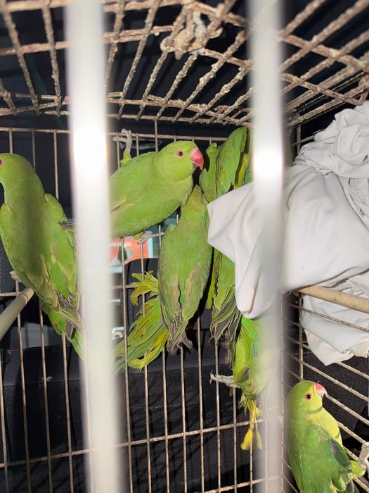 Ring Necks Verdes