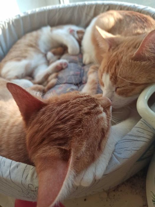 Котята, маленькие солнышки