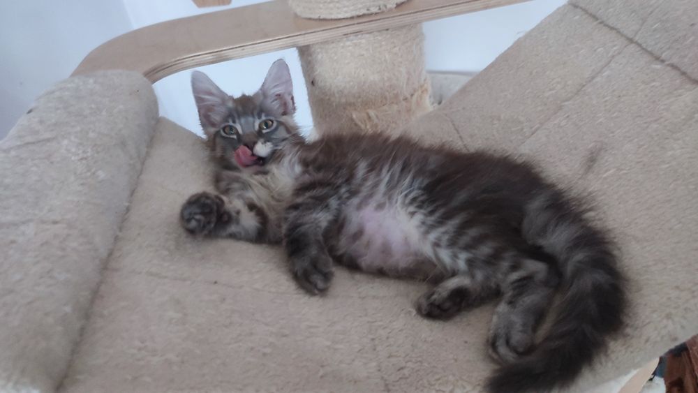 Kocurek MCO z Bluebona*Pl