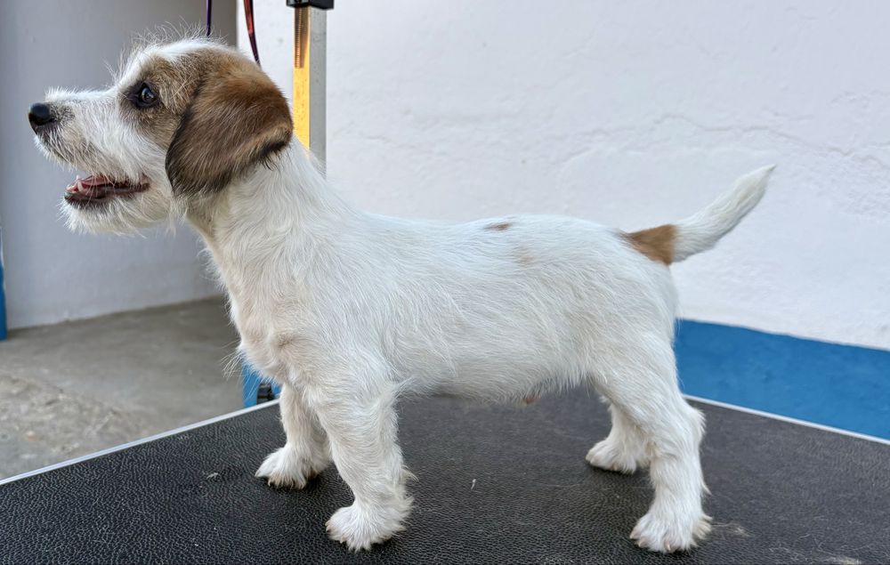 Jack Russell Terrier Broken C/Pedigree e Afixo