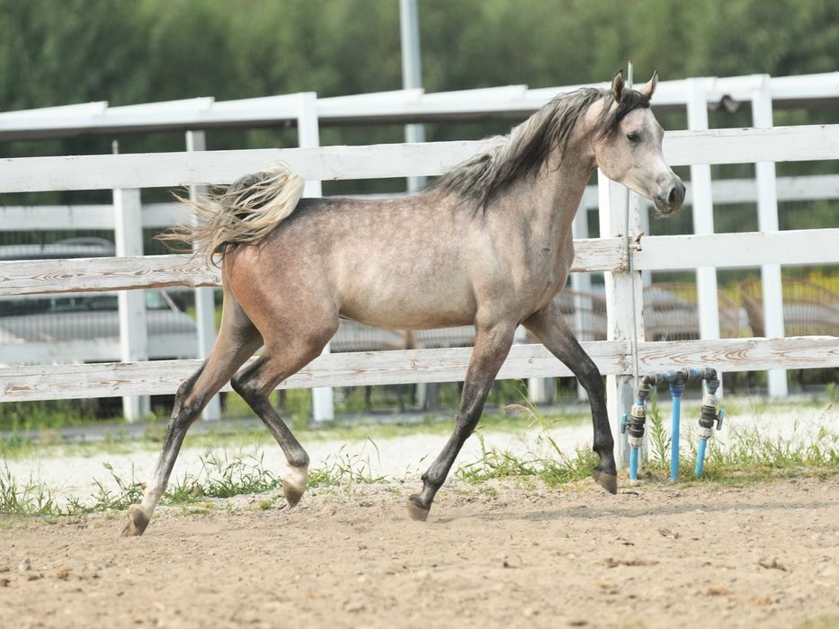 Perdono KL – koń arabski – ogierek