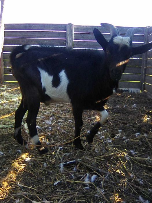 Продам породистых козликов!