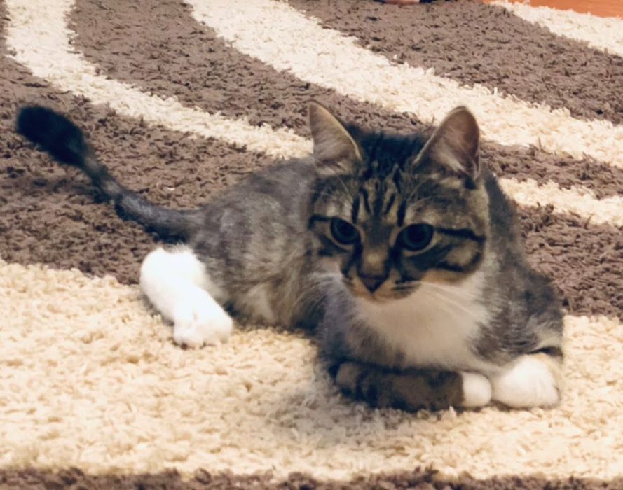 Загубився котик в районі Східного -2. Тваринка без задньої лапки.