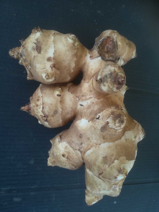 Tupinambos Brancos – Helianthus tuberosus