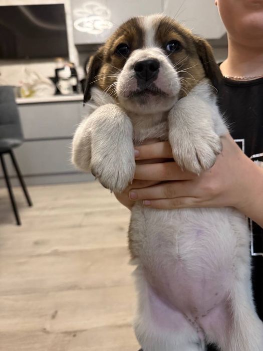 Безкоштовно віддам цуценя