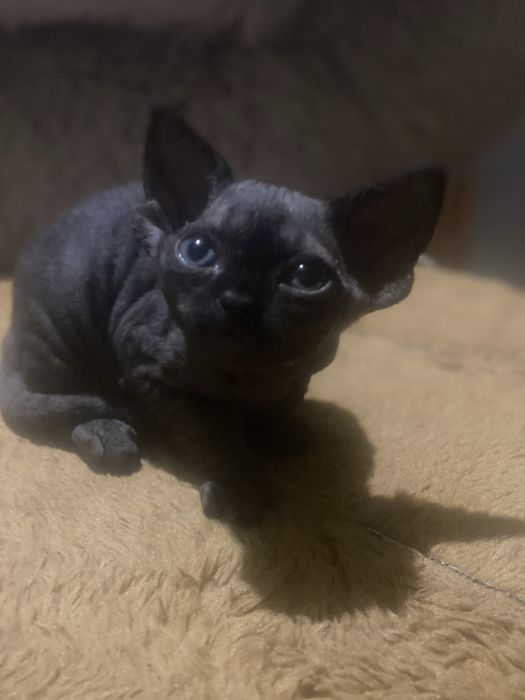 Дівчинка 1 місяць