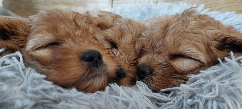 Cavappo -czekoladowy  piesek