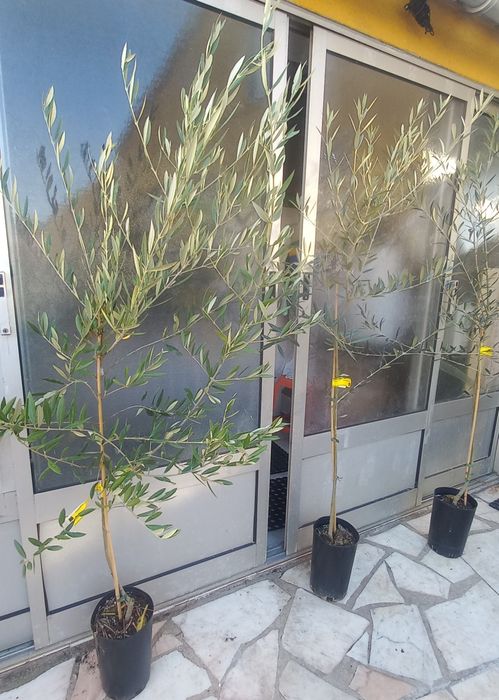 Oliveiras galegas para jardim e pata produção