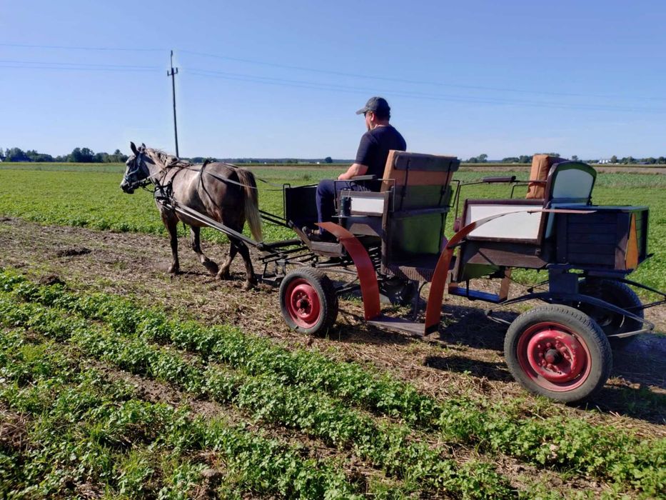 Zaprzęgana źrebna klacz ze źrebakiem