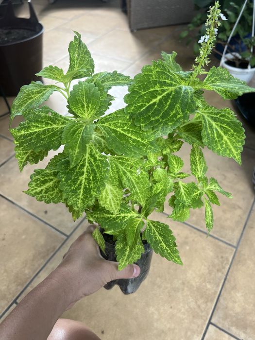 Епіпремнуми недорого