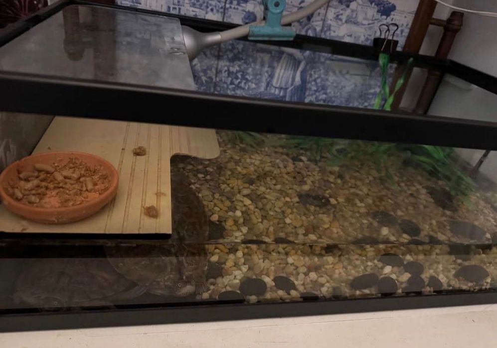 Aquário para tartarugas