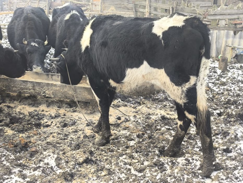 Продам глибоко тільних телиць. Крс