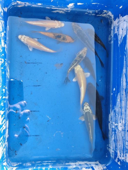 Carpas Koi juvenis