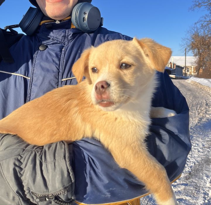 Віддам щеня у добрі руки