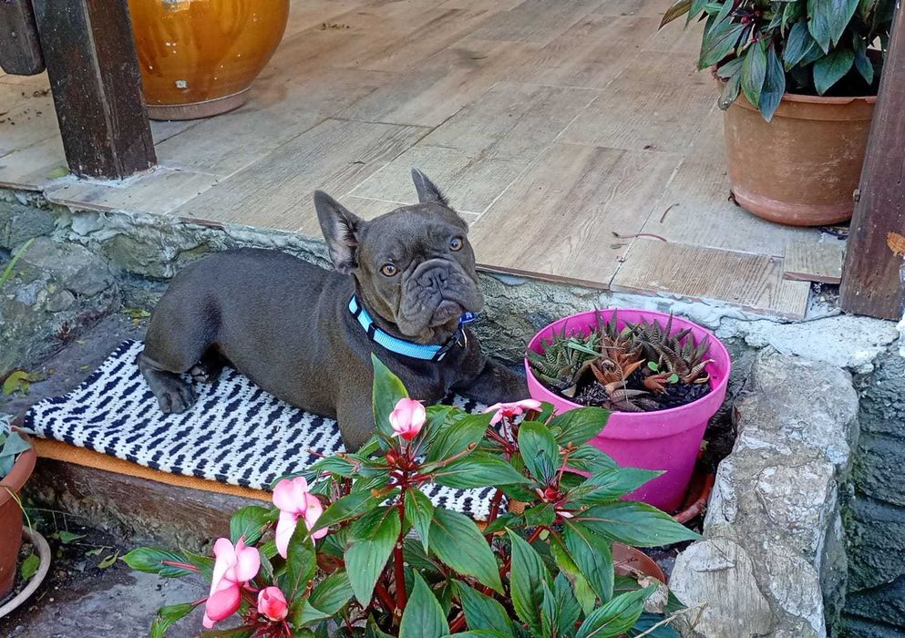 Bulldogue francês fêmea Azul