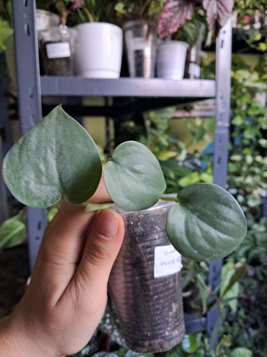 Scindapsus silver hero ukorzeniona sadzonka