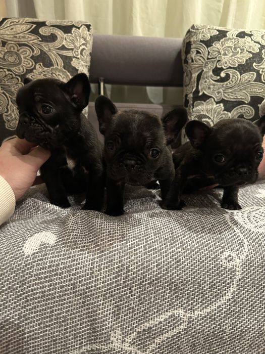 Французкий бульдог