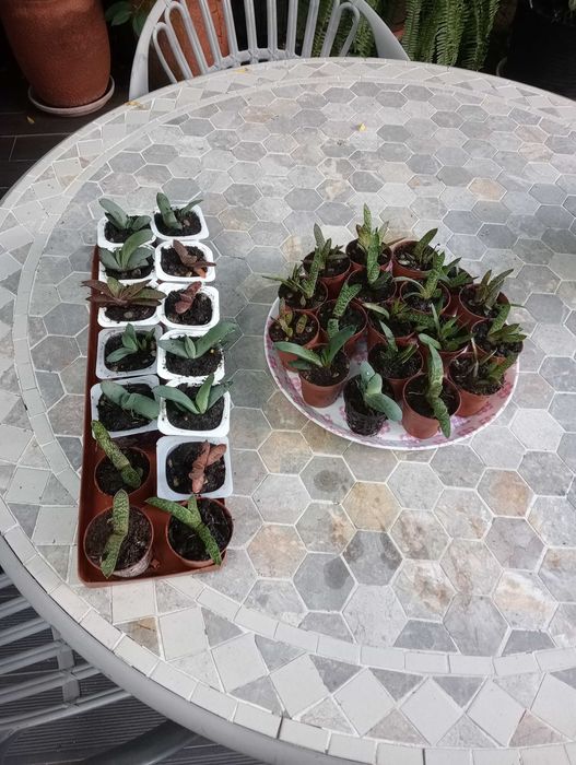 Planta suculenta, tenho vários para venda(ver fotos)
