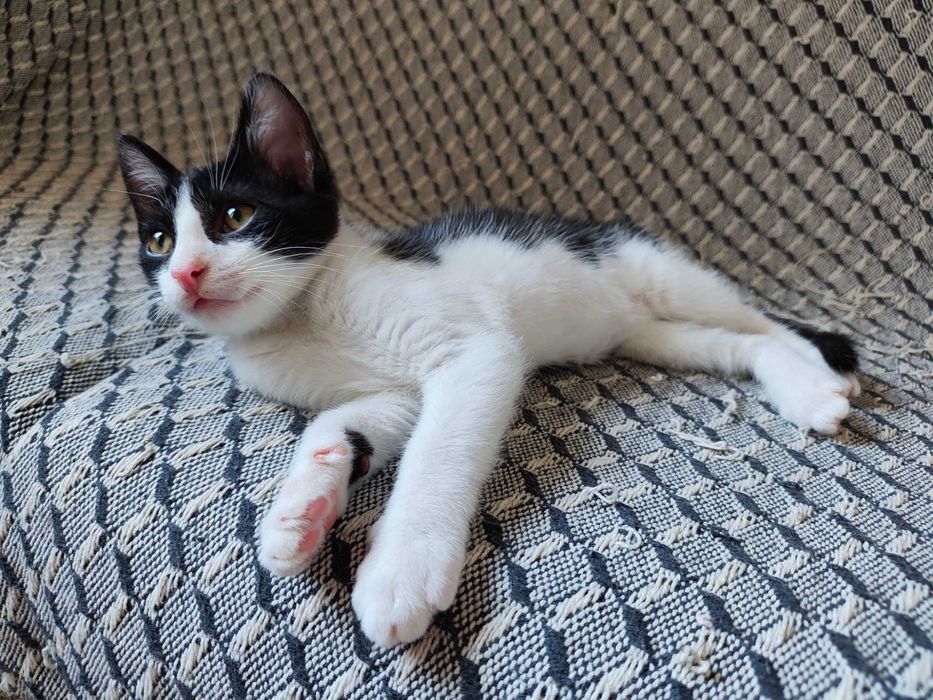 Gatinho para adoção responsável BRAGA