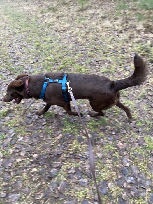 Piesek Tedi do adopcji