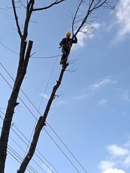 Спил дерев, спилить дерево,розчистка участок