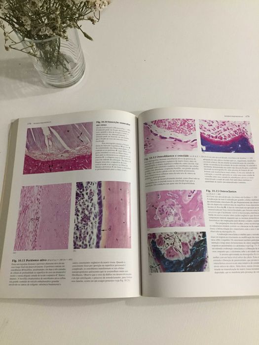 Livro Histologia Funcional64751012766978121