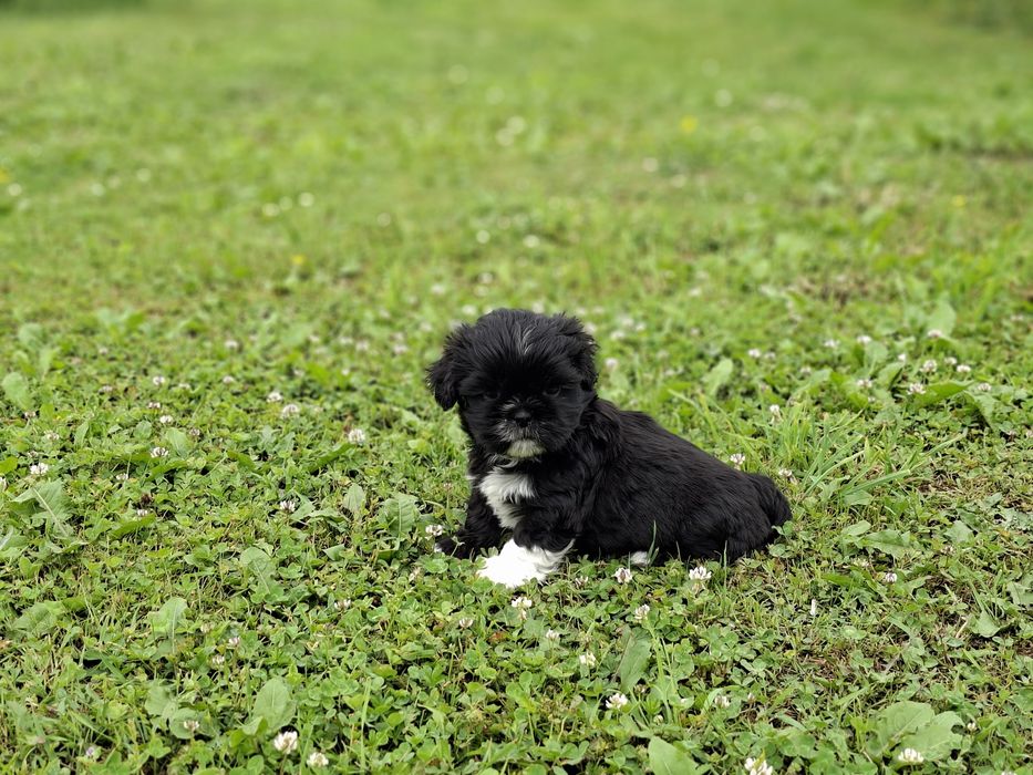 Shih-tzu piesek słodziak