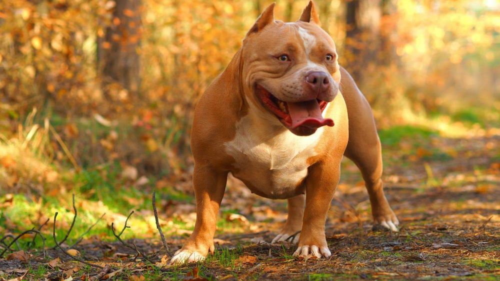 Oddam za darmo American Bully Suczka-ABKC