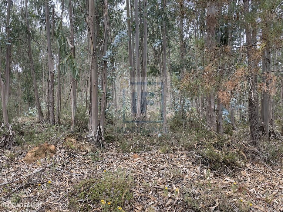 Terreno com 8.320 m² em Olho Marinho, Óbidos – Excelente Oportunida... — Serra D'El Rei, Leiria