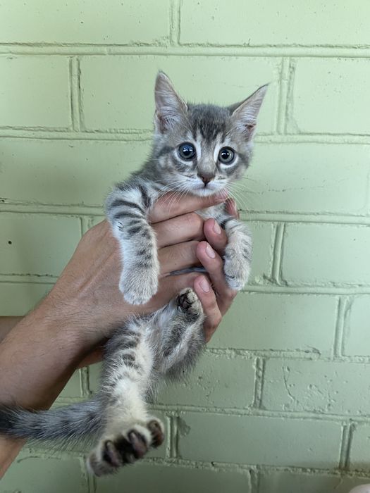 5 котиков, отдадим в хорошие руки