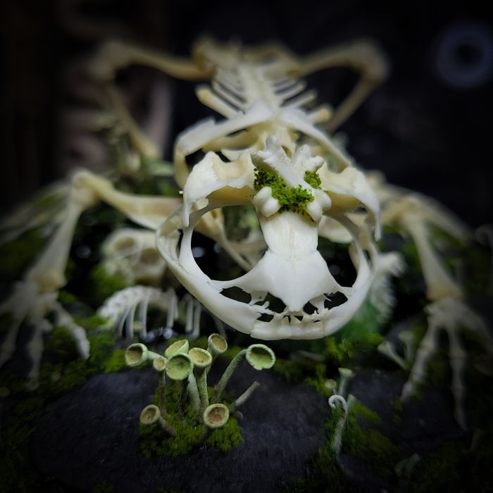 Taksydermia szkielet ropuchy