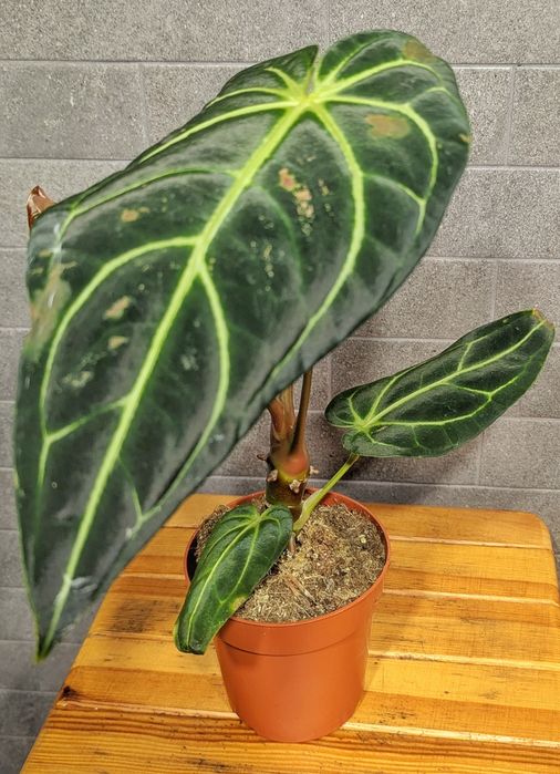 Антуріум  Регал.