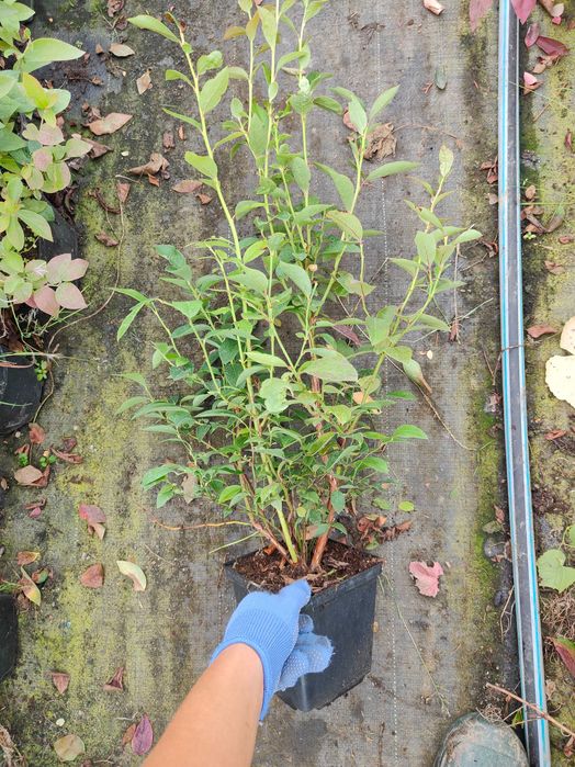 Borówka Amerykańska! Sadzonki Borówki! 2,5 LETNIE! z CAC! Wiele odmian