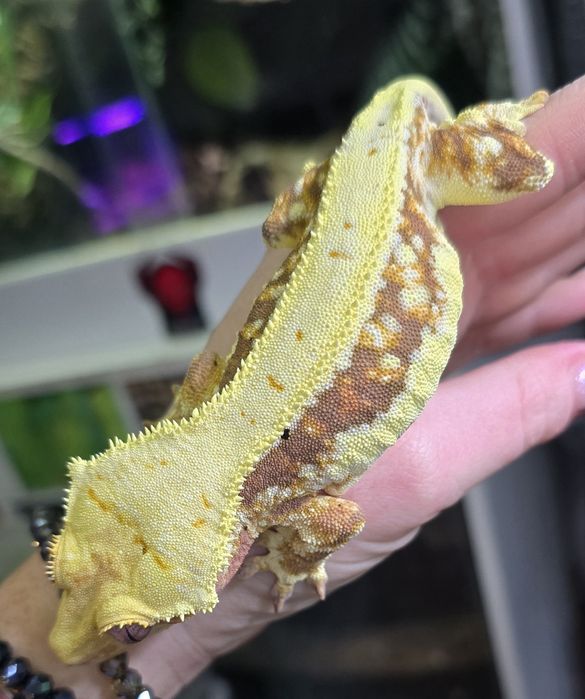 Zamienię gekony rozne