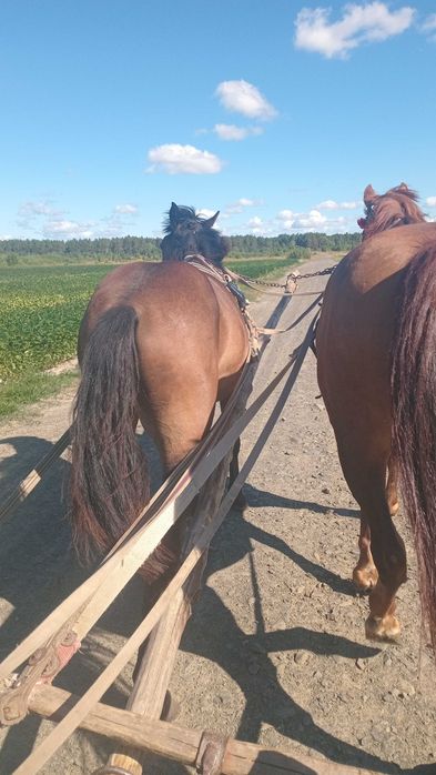 Продам лошицю 11 місяців