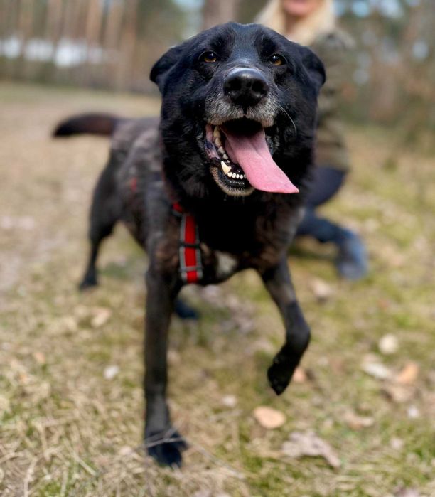 Cudowny Bogduniu czeka na dom!