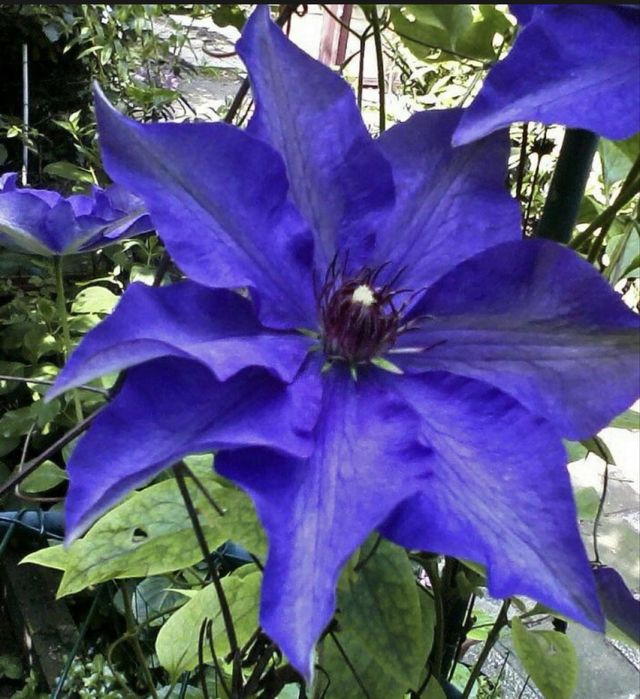 Клематис синий.Клематис голубий.Кліматіс білий махровий.Гортензія.Піони деревовидні.