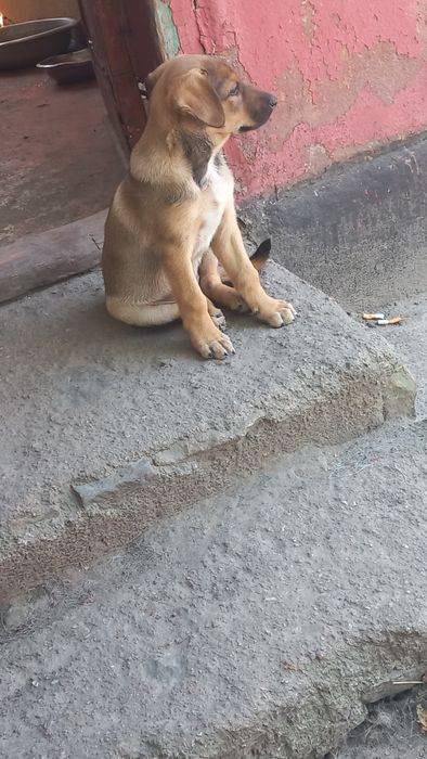 Отдам щенка сучку