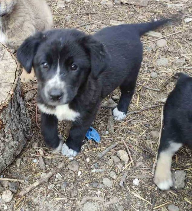 Чорне цуценя 2 міс дівчинка