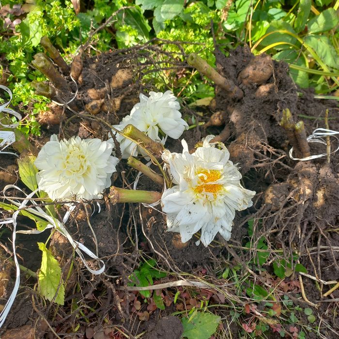 Жоржини георгіни