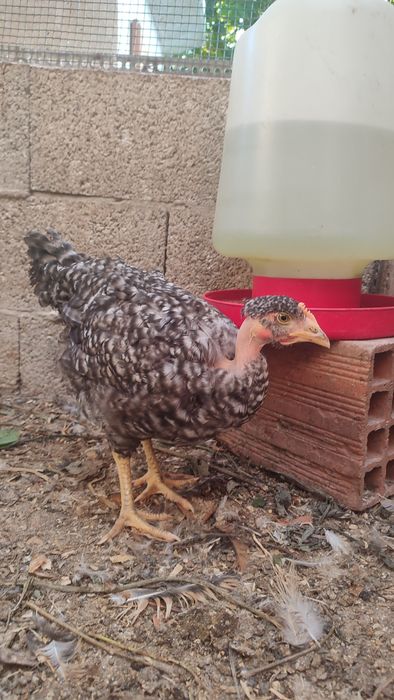 Frangos  do campo