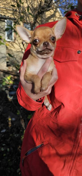 Чихуахуа КСУ девочка