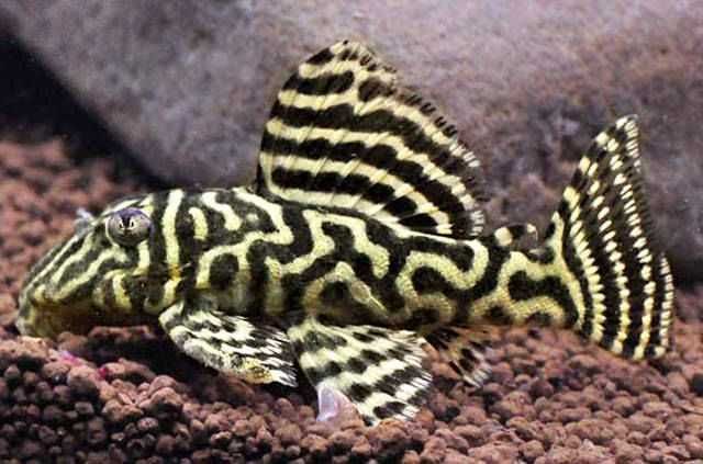 Glonojad L340 - Hypancistrus - ODŁÓW - WF - dowóz, wysyłka